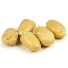 2014 beste Qualität chinesische frische Kartoffel